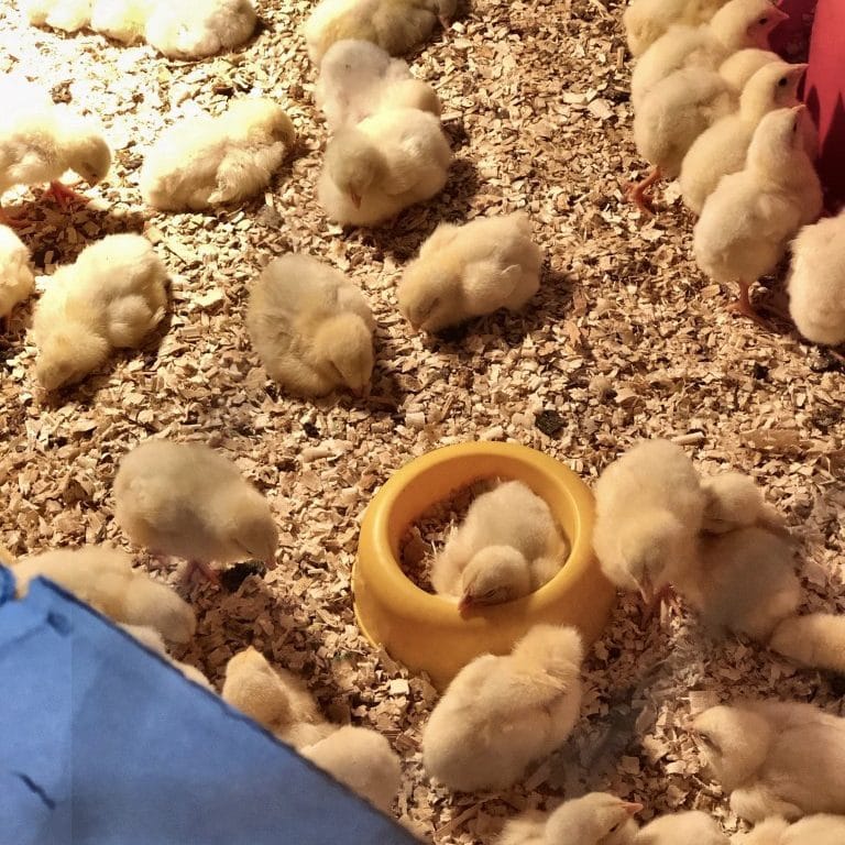 Naposcsibék gondozása (nyomtatható hőmérséklet táblázattal)